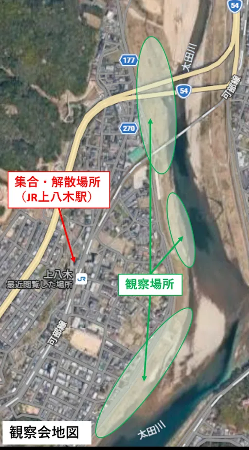 太田川河川敷植物観察会 の画像
