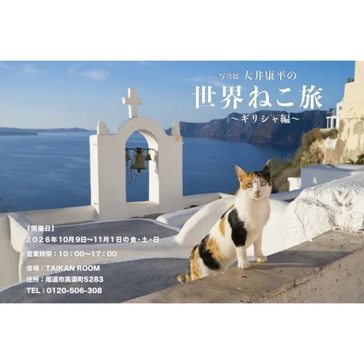 大井康平の世界ねこ旅～ギリシャ編 の画像
